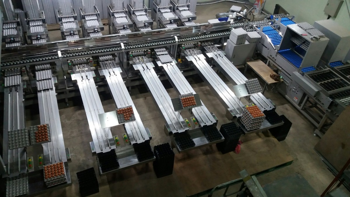 Egg Grading & Packing Machine