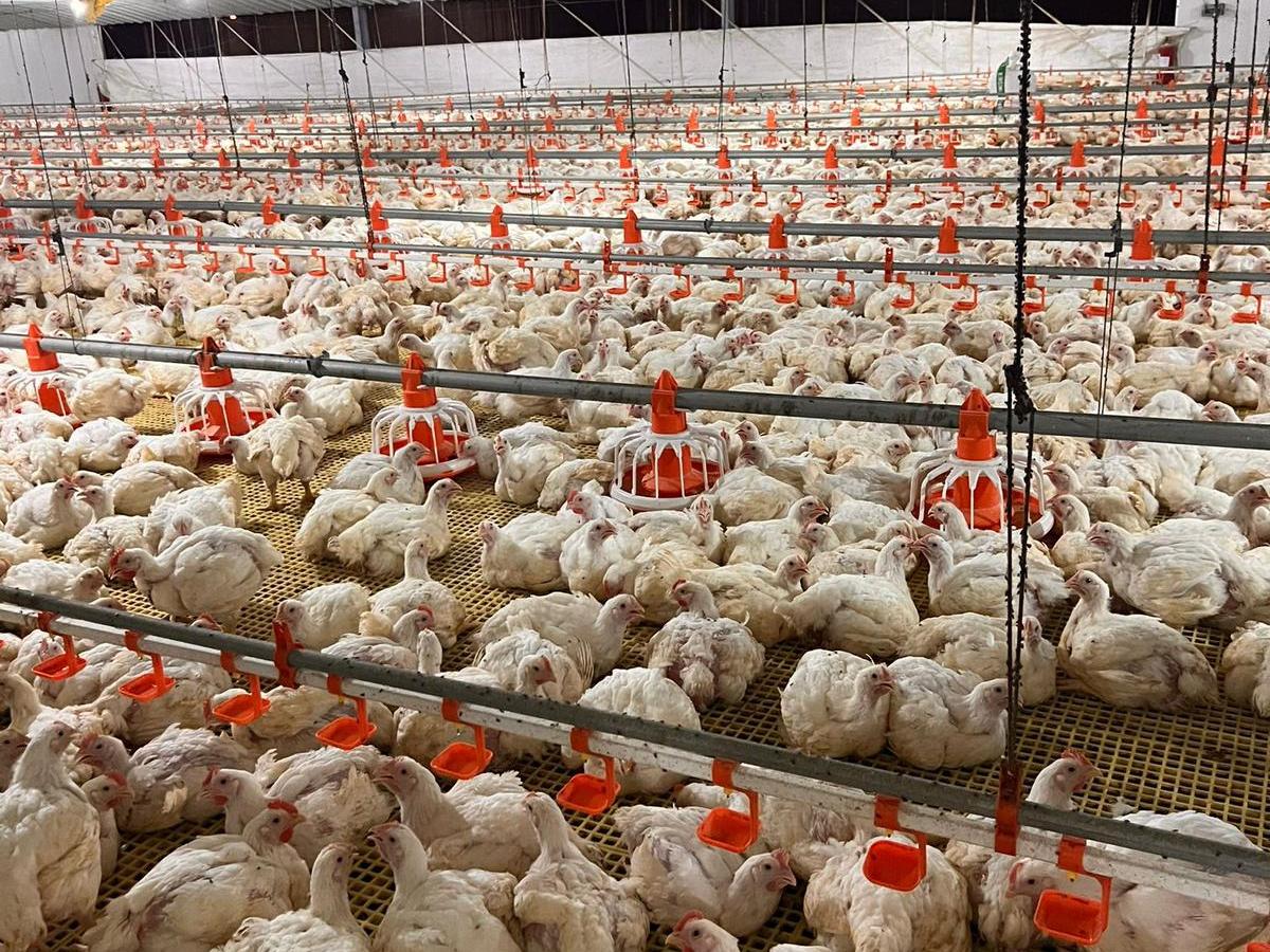 TechFloor Broiler Floor Raising System