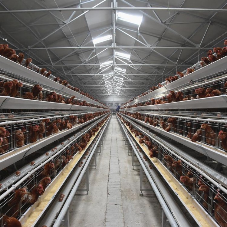 TechEasy Layer Cage System