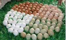 Which Breed of Laying Hens is More Low-Maintenance and Profitable?