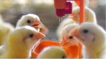 Water Management in Chicken Farms