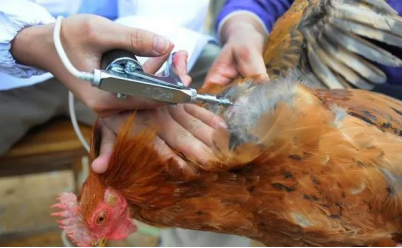 Golden Management Secrets for Peak Egg Production in Laying Hens