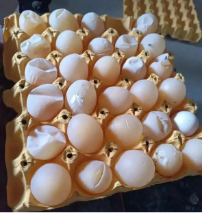 Poor Eggshell Quality? Master 3 Dimensions to Perfect Your Eggshells