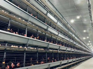 Advantages and disadvantages of A-type and H-type chicken cages