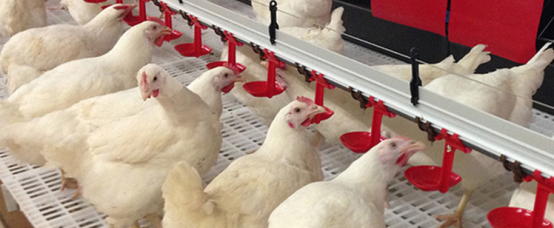 TechFloor Breeder System