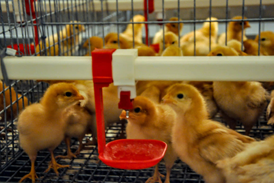 Technical Specifications