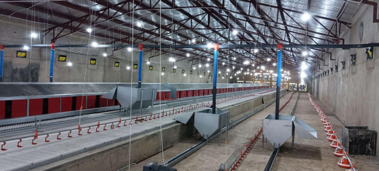 Sistema de Criação de Aves Reprodutoras - Imagem 2