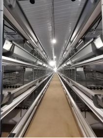 Gaiolas Poedeiras Estrutura H - Imagem 5