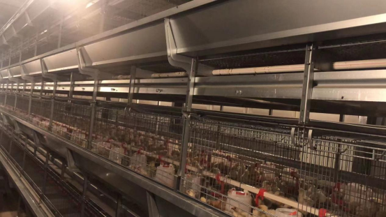 Gaiolas Pullet Estrutura H - Imagem 3