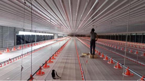 80,000 Modern Broiler Farm in Kuala Lumpur