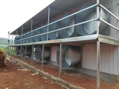 80,000 Modern Broiler Farm in Kuala Lumpur - Image 2