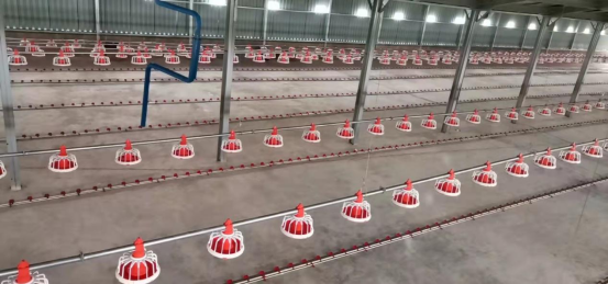 100,000 Modern Broiler Farm in Abuja