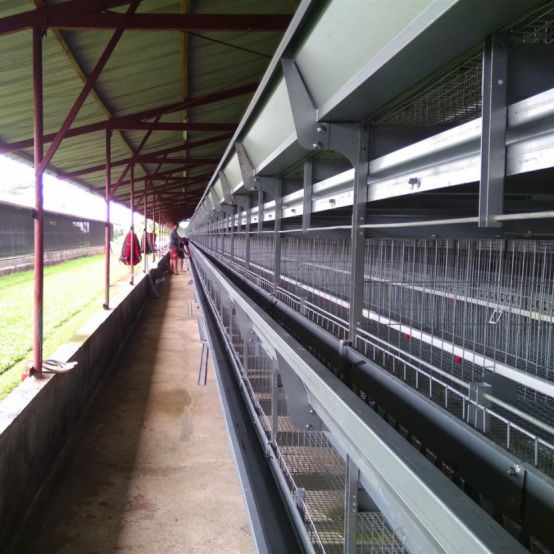 Modern Pullet Farm Project in Jakarta