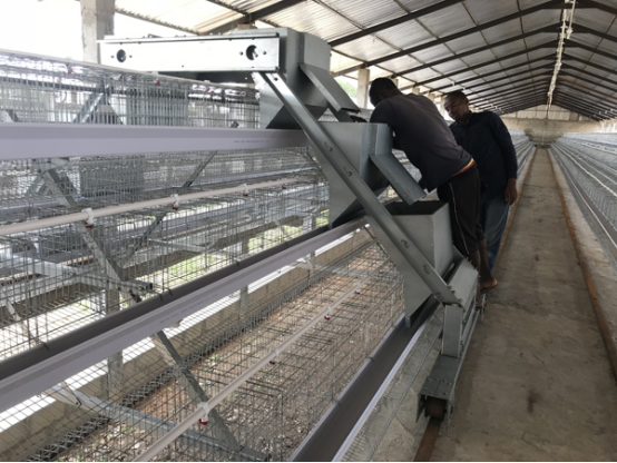 Automatic Layer Farm in Nairobi