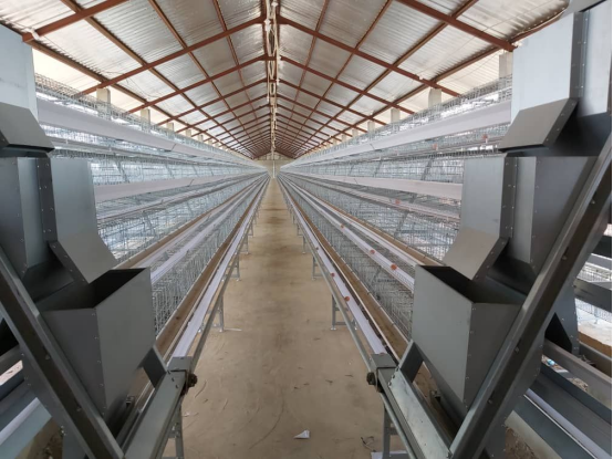 Automatic Poultry Farm in Mombasa