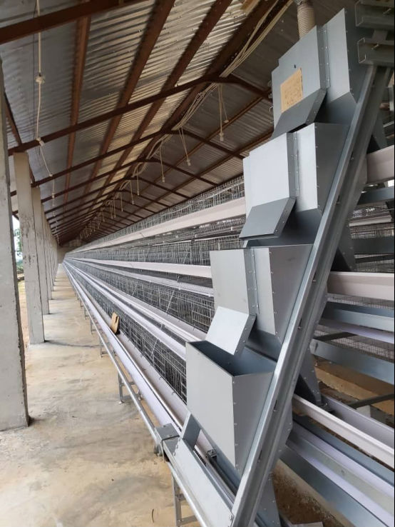 Automatic Poultry Farm in Mombasa - Image 2